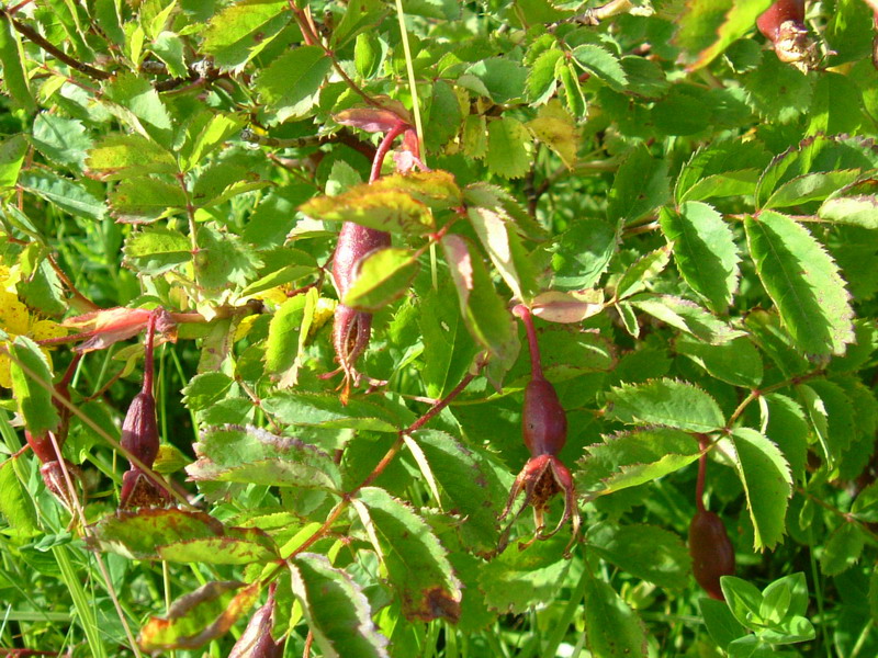 Rosa pendulina / Rosa alpina